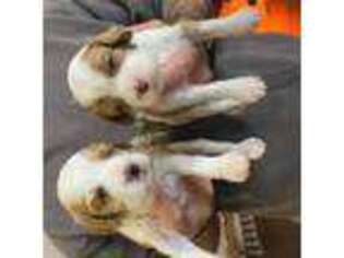 Cavapoo Puppy for sale in Chesterfield, VA, USA