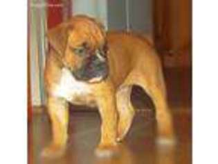 Valley Bulldog Puppy for sale in Frenchville, PA, USA