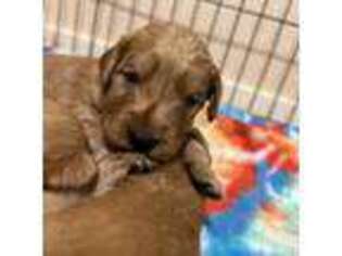 Golden Retriever Puppy for sale in Show Low, AZ, USA
