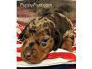 Dachshund Puppy for sale in Lyles, TN, USA