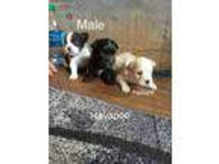 Poovanese Puppy for sale in Williamstown, KY, USA