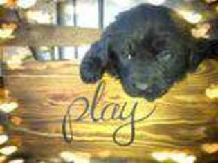 Newfoundland Puppy for sale in Sacramento, CA, USA