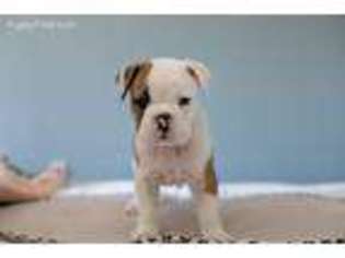 Olde English Bulldogge Puppy for sale in Lutz, FL, USA