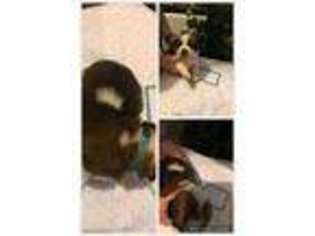 Saint Bernard Puppy for sale in JOPLIN, MO, USA