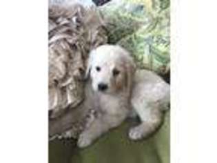 Goldendoodle Puppy for sale in Dartmouth, MA, USA