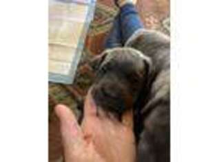 Cane Corso Puppy for sale in Barrington, RI, USA