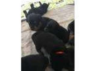 Rottweiler Puppy for sale in Vacaville, CA, USA