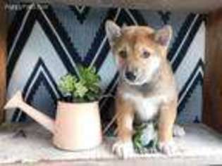 Shiba Inu Puppy for sale in Fresno, OH, USA