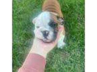 Bulldog Puppy for sale in Firestone, CO, USA