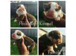 Bulldog Puppy for sale in HUMBLE, TX, USA