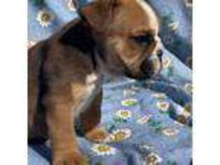 Bulldog Puppy for sale in Greenwood, AR, USA