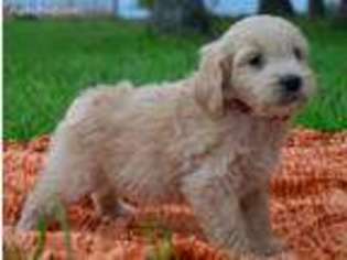 Goldendoodle Puppy for sale in Howe, IN, USA