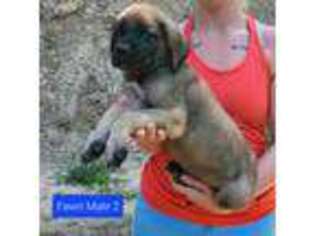 Mastiff Puppy for sale in South Point, OH, USA