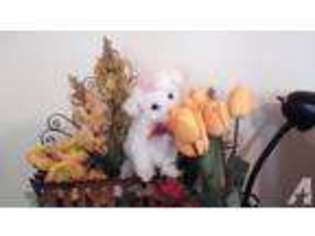 Maltese Puppy for sale in BRISTOW, VA, USA