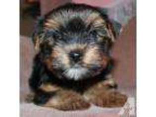Yorkshire Terrier Puppy for sale in WELLSTON, OH, USA