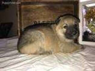 German Shepherd Dog Puppy for sale in Loda, IL, USA