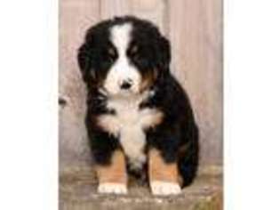 Bernese Mountain Dog Puppy for sale in Fresno, OH, USA