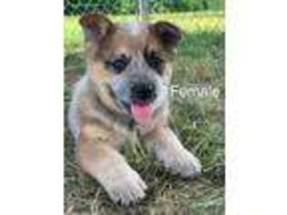 Australian Cattle Dog Puppy for sale in Mount Pleasant, NC, USA