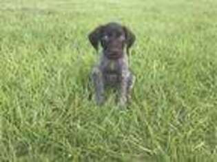 German Shorthaired Pointer Puppy for sale in Okeechobee, FL, USA