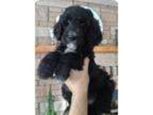 Goldendoodle Puppy for sale in Sandpoint, ID, USA