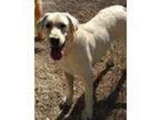 Labrador Retriever Puppy for sale in Stockton, MO, USA