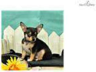 Chihuahua Puppy for sale in Saint George, UT, USA