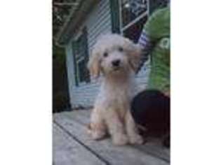 Goldendoodle Puppy for sale in Waverly, OH, USA