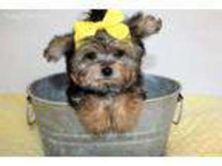 Yorkshire Terrier Puppy for sale in Durant, OK, USA