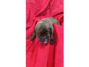 Mastiff Puppy for sale in New Castle, PA, USA