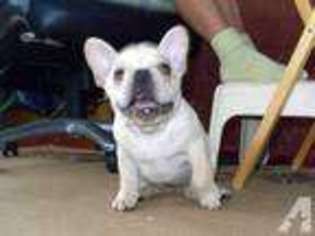 French Bulldog Puppy for sale in KAHULUI, HI, USA