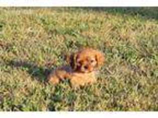 Cavalier King Charles Spaniel Puppy for sale in Pierce City, MO, USA