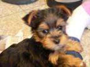 Yorkshire Terrier Puppy for sale in BENSON, MN, USA