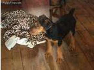 Airedale Terrier Puppy for sale in Clymer, PA, USA