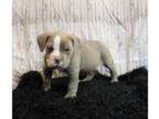 Olde English Bulldogge Puppy for sale in Iowa City, IA, USA