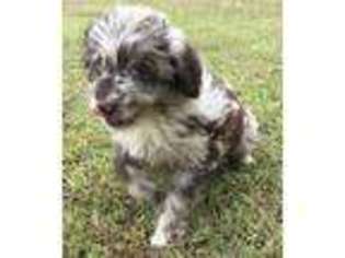 Mutt Puppy for sale in Albertville, AL, USA