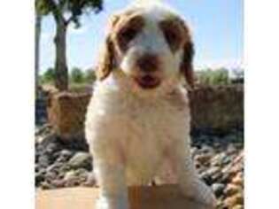 Goldendoodle Puppy for sale in Montrose, CO, USA