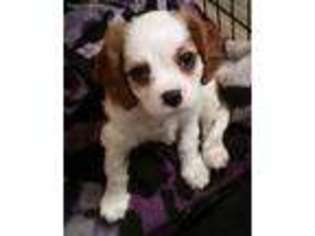 Cavalier King Charles Spaniel Puppy for sale in Lindale, TX, USA