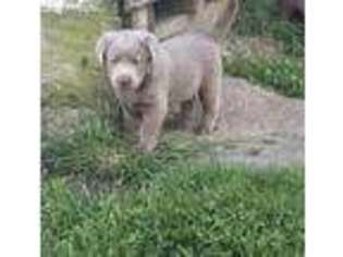 Labrador Retriever Puppy for sale in Nebraska City, NE, USA