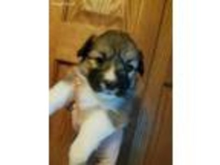 Pembroke Welsh Corgi Puppy for sale in Cannon Falls, MN, USA