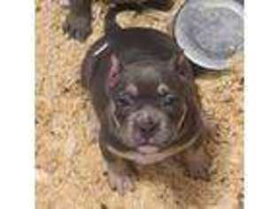 Mutt Puppy for sale in Colona, IL, USA