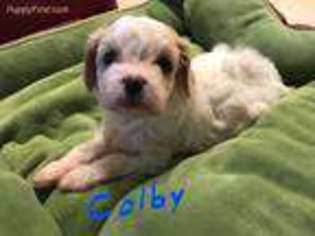 Cavachon Puppy for sale in Camarillo, CA, USA