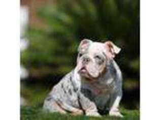 Bulldog Puppy for sale in Hacienda Heights, CA, USA