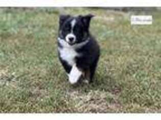 Australian Shepherd Puppy for sale in Springfield, MO, USA