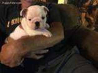Bulldog Puppy for sale in Viroqua, WI, USA