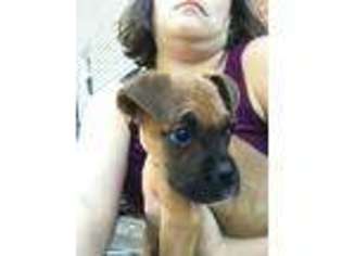 Boxer Puppy for sale in Middletown, CT, USA