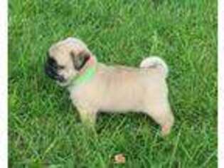 Pug Puppy for sale in Free Union, VA, USA