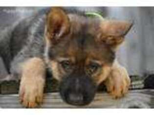 German Shepherd Dog Puppy for sale in Sharpsville, IN, USA