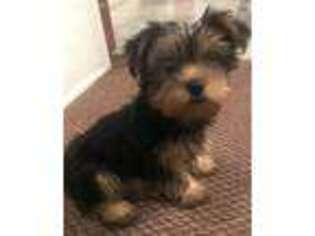 Yorkshire Terrier Puppy for sale in Hammond, IN, USA