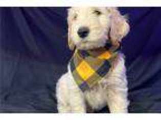 Goldendoodle Puppy for sale in Madera, CA, USA