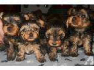 Yorkshire Terrier Puppy for sale in CALDWELL, ID, USA